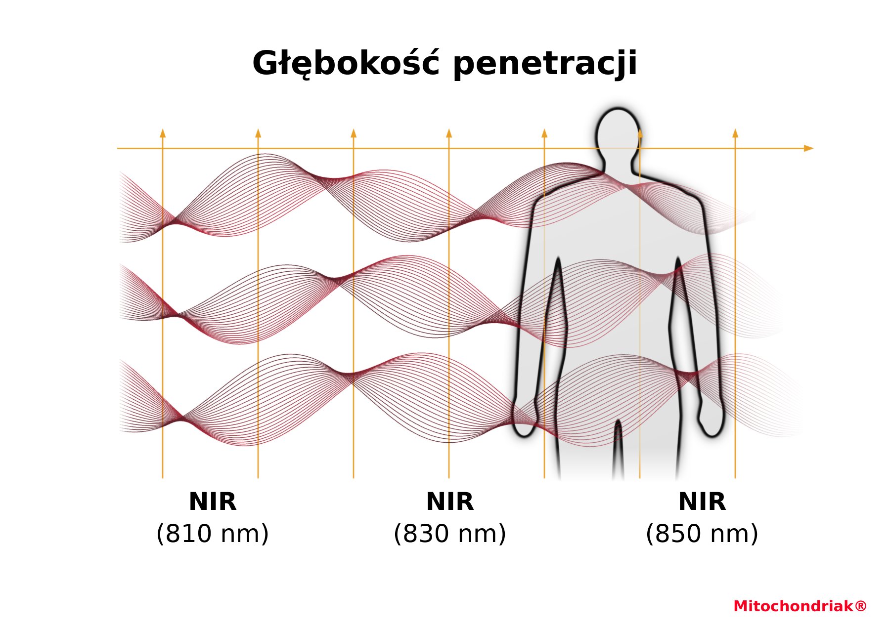 Maxi UVB, bliska podczerwień NIR 760 do 850 nm, głęboka penetracja w tkanki